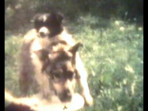 Archival video of Vladimir Demikhov’s two-headed dogs animal experiments #OrganTransplant #tvdata