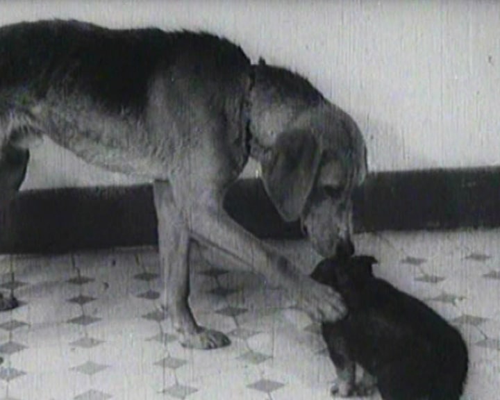 Archival video story of Vladimir Demikhov’s two-headed dogs animal experiments