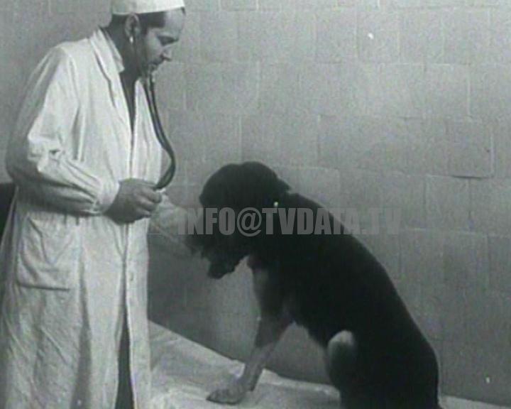 Archival video story of Vladimir Demikhov’s two-headed dogs animal experimentsM103386