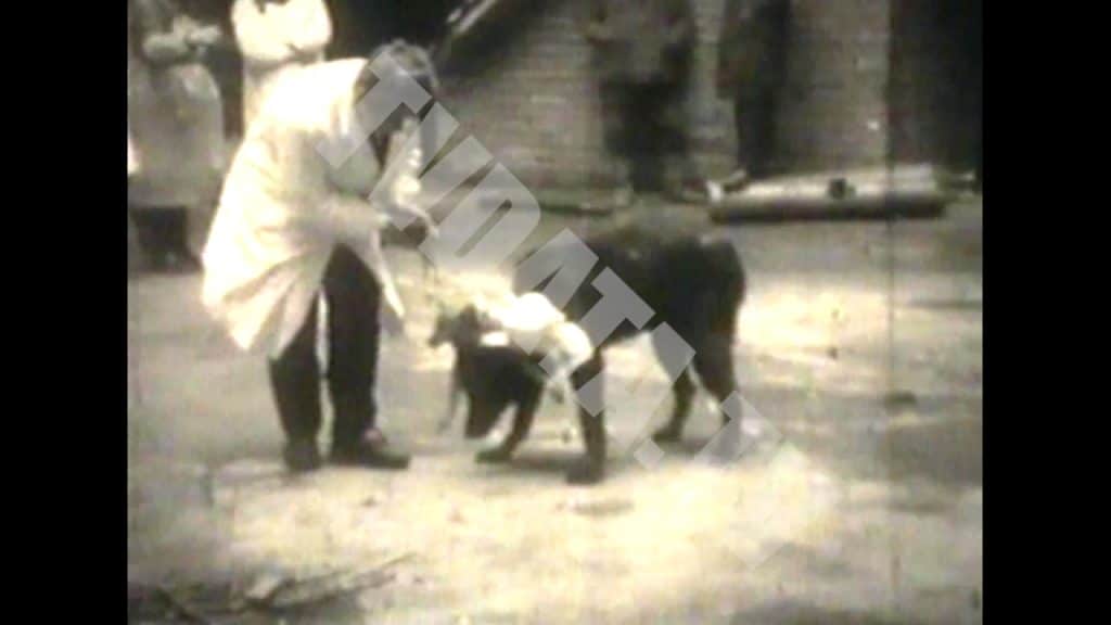 In the evolving conversation around AI and human modifications, our most licensed and sought-after footage includes the groundbreaking work of Vladimir Demikhov and his famous two-headed dog experiments.