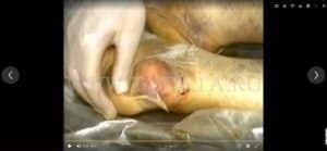 Medical researchers studying radiation effects