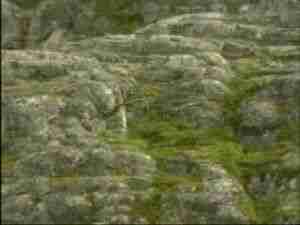 Mossy rocks on the shore of a northern bay, archival frame from Kursk submarine coverage.